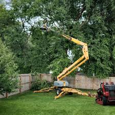 Professional Tree Removal and Landscaping Services in Lakewood, NY